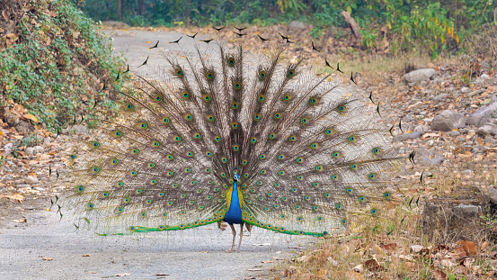 Experience the magic of Indian Peafowl (Peacock) or Pavo cristatus dancing at Jim Corbett National Park, as these majestic birds create a symphony of beauty and grace.