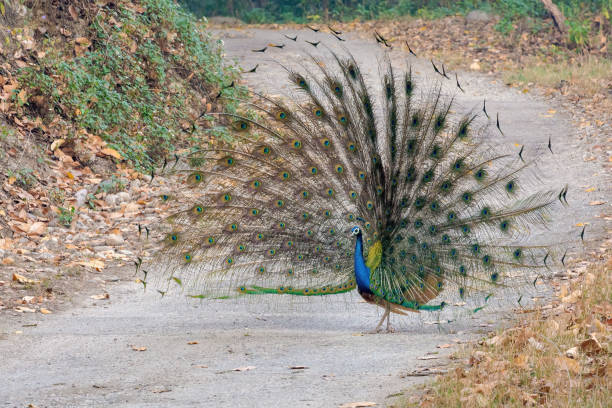 istock Indian Peafowl (Peacock) or Pavo cristatus 1531154612