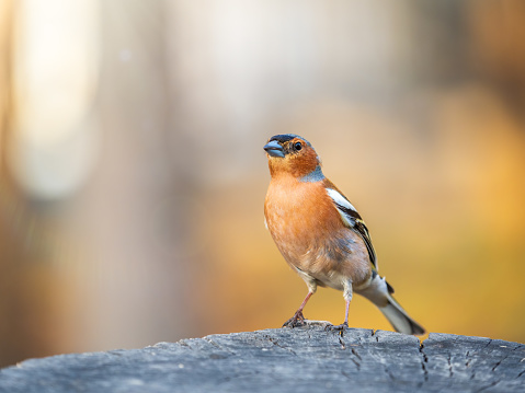 The American Robin (Turdus migratorius) is a migratory songbird of the thrush family.  It is named after the European Robin because of the male's reddish-orange breast, though the two species are not closely related.  Robins do not frequent bird feeders because their diet consists of meat and fruit.  They are frequently seen tugging earthworms out of the ground.  This male robin was photographed while perched in a tree near Walnut Canyon Lakes in Flagstaff, Arizona, USA.