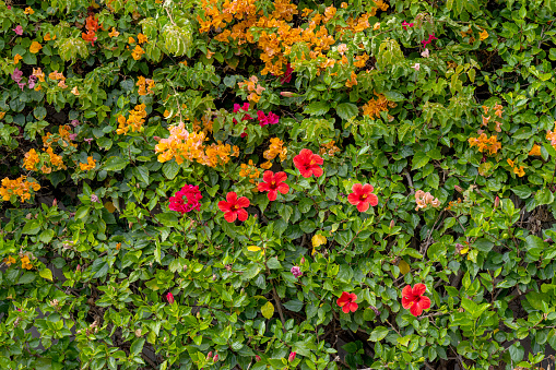 beautiful blooming bougainvillea in a flower bed