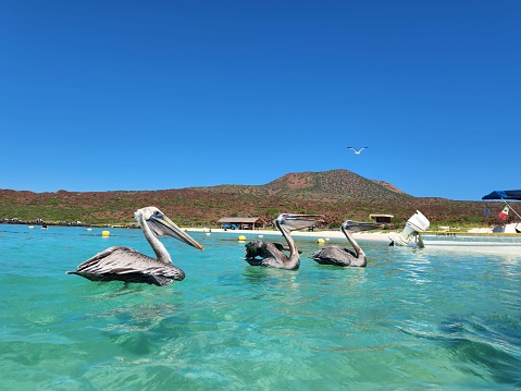 The pelicans floating on the surface of a pristine blue ocean, enjoying the warmth of the sun