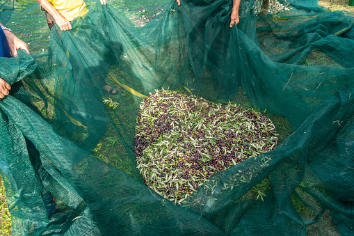 Ripe olive orchard, large amount of harvested olives gathered in the net, people, hands visible, holding the net.