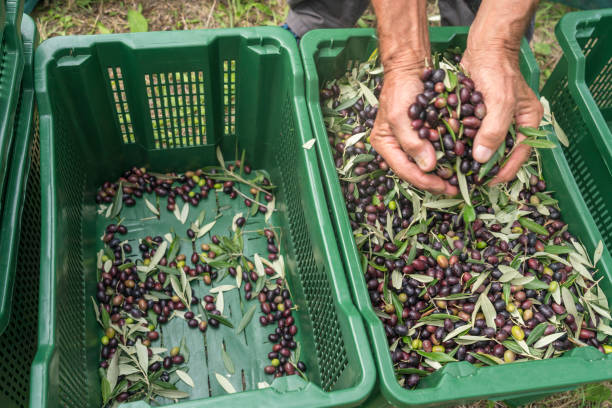 istock Female hands pouring harvested olives in plastic container 1531173955