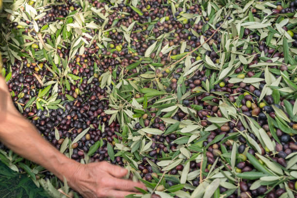 istock Female hands gathering ripe olives after harvest 1531173998