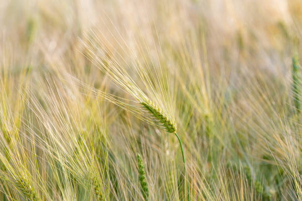 istock wheat in the field on a sunny day 1531174467