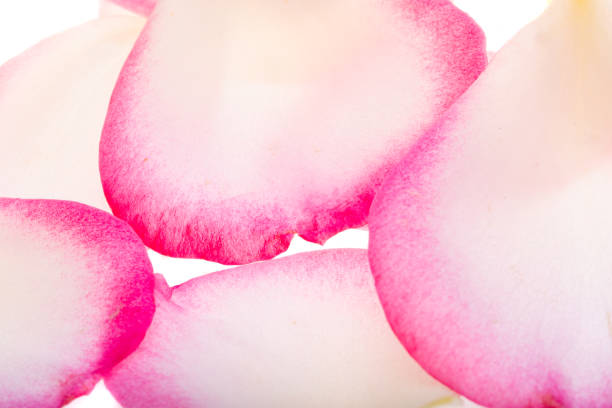 Close-up of pink and orange rose flower after rain