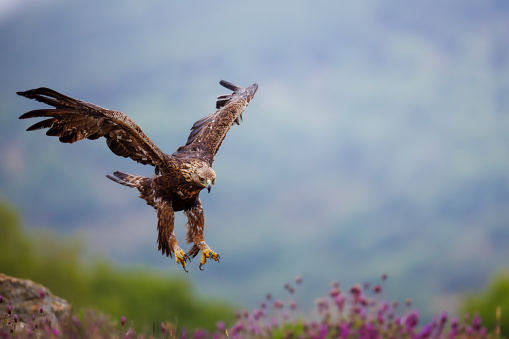 Golden eagle gliding just before landing on the ground and surrounded by lavender