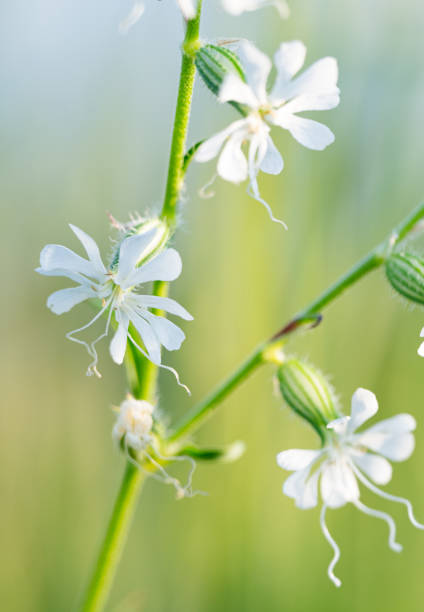 istock white flowers in the summer meadow 1531182354