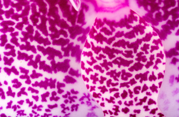 spotted orchid flower closeup