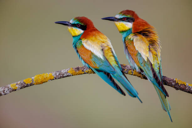 istock Pair of bee-eaters 1531184692