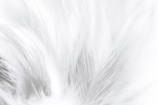 Chicken feather macro,Beautiful white gray colors tone feather texture background