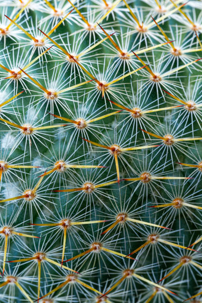 istock cactus texture macro,Cactus needles close-up, green succulent close-up, virid cactus texture, lawny natural background, detailed cactus texture close-up, cactus needles on a green background, verdant color gradient 1531185850