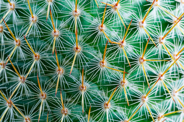 istock cactus texture macro,Cactus needles close-up, green succulent close-up, virid cactus texture, lawny natural background, detailed cactus texture close-up, cactus needles on a green background, verdant color gradient 1531186290