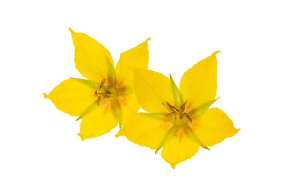 istock loosestrife flower isolated 1531186311
