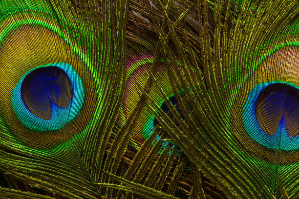 istock macro peacock feathers,Peacock feathers close-up 1531192151