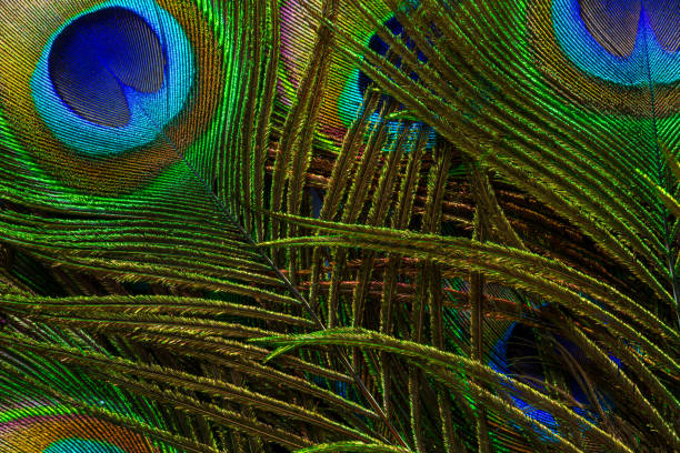 istock macro peacock feathers,Peacock feathers close-up 1531192154
