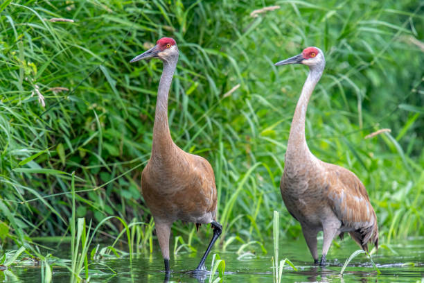 istock Pair of Sandhill Cranes on River Edge 1531195836