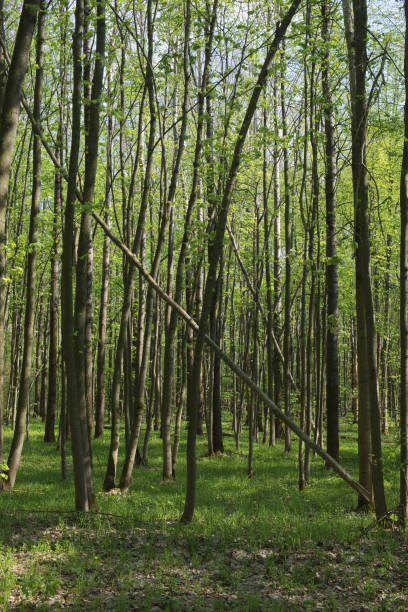 istock Trees in the spring deciduous forest. Beautiful shady forest. 1531203911