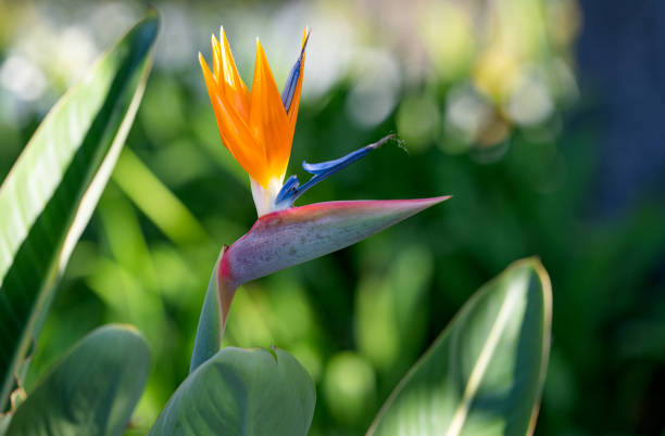 Strelitzia flower growing in Madeira stock photo