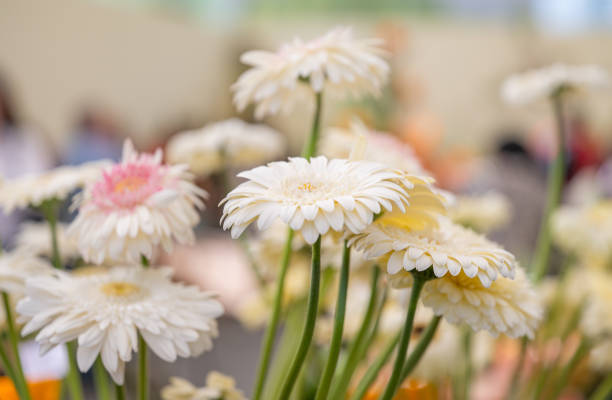 gerbera flowers at a flower show