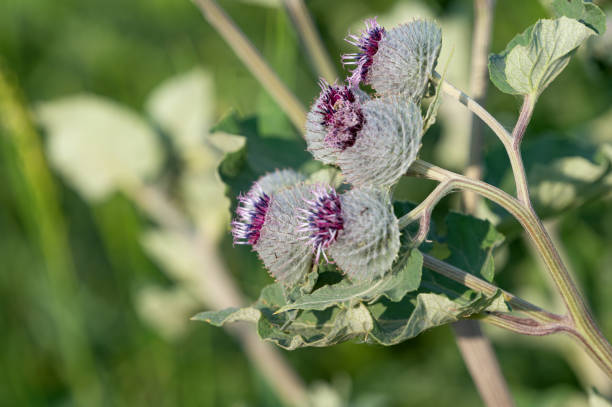 Close-up of a delicate light purple flower in full bloom with a blurred green background.