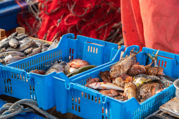 vendas de peixe de pequenos barcos de pesca, mercado de peixe em trapani - trapani close up sicily italy - fotografias e filmes do acervo