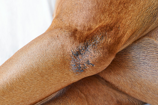 Dog elbow calluse, close up. Callus pyoderma on dog's elbow