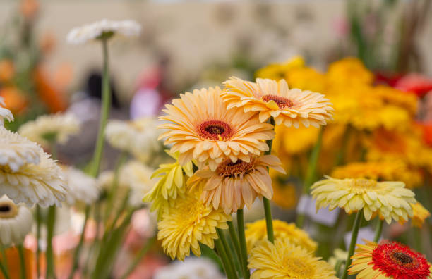 istock gerbera flowers at a flower show 1531231273