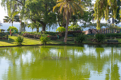 park landscape with a pond