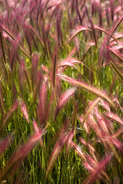 wild pasto en la patagonia - long grass uncultivated plant stage plant condition fotografías e imágenes de stock