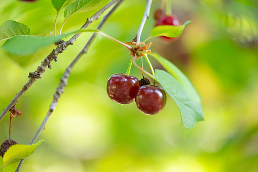 cherry berries on a tree in summer