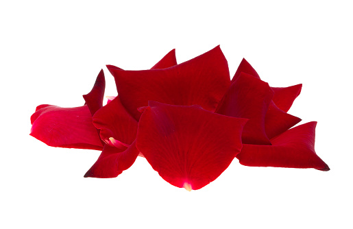 petals red rose isolated on white background