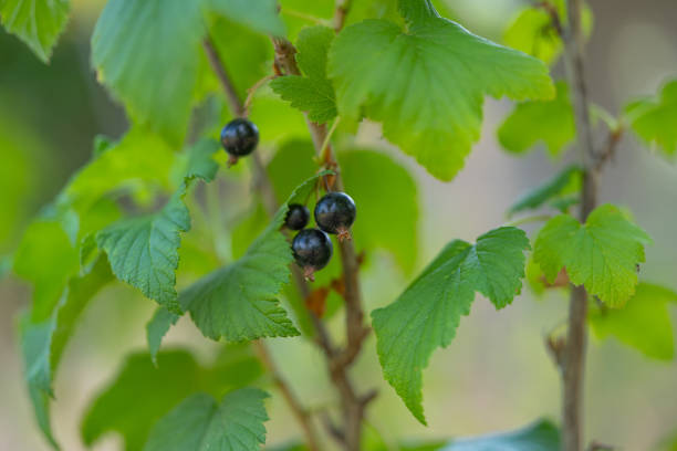 istock blackcurrant growing in the garden 1531263081