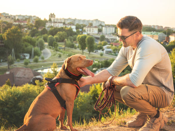 istock Charming dog and attractive man on a walk 1531264822