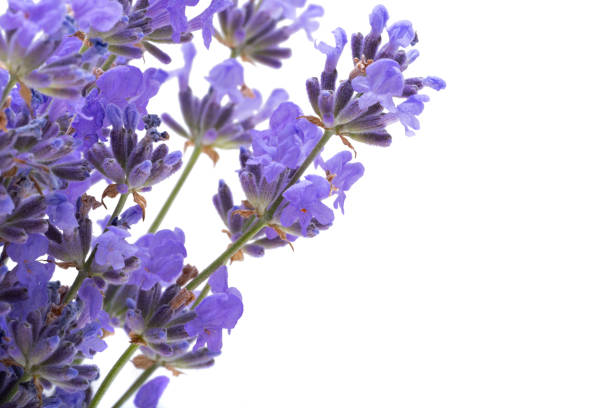 bouquet of lavender on a white background