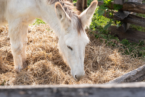 Single, white donkey eating hay.  Framed by wooden fence.
