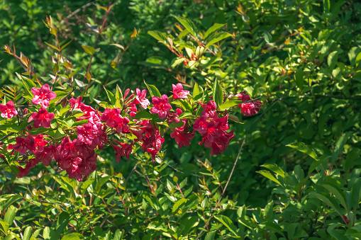 Pink delicate weigela flowers in the spring garden