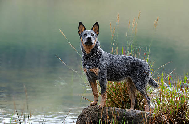Australian Cattle Dog puppy Troutnip Pandablue of Goschen, a pedigree Australian Cattle dog (aka Blue Heeler) bitch aged six months. The breed is a cross between the dingo and a Smithfield herder australian cattle dog stock pictures, royalty-free photos & images