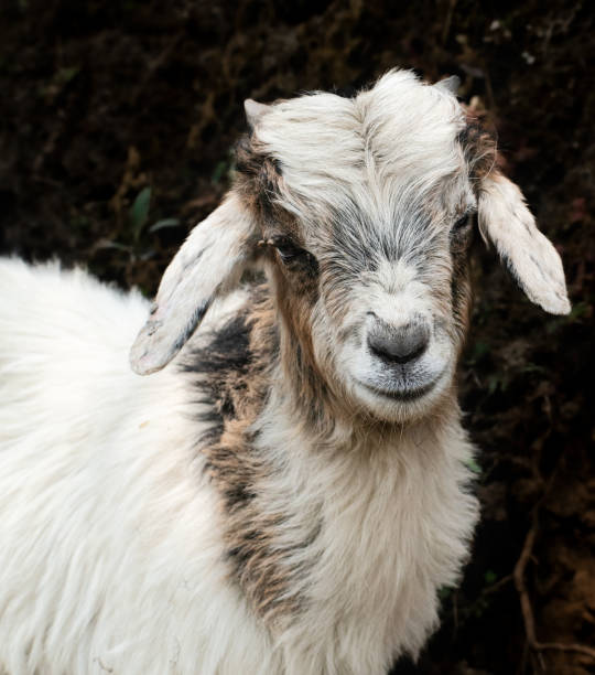 istock Portrait of a goat 1531286176