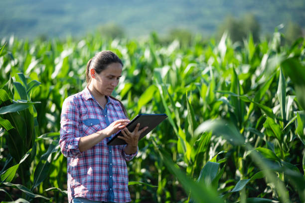 istock Farmer in corn field at sunset, copy space. 1531291935