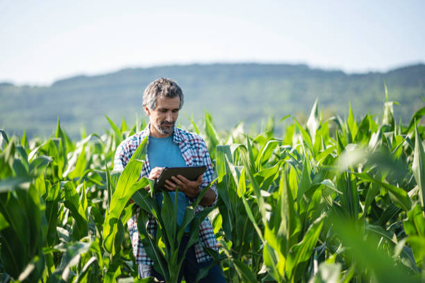 istock Farmer in corn field at sunset, copy space. 1531291941