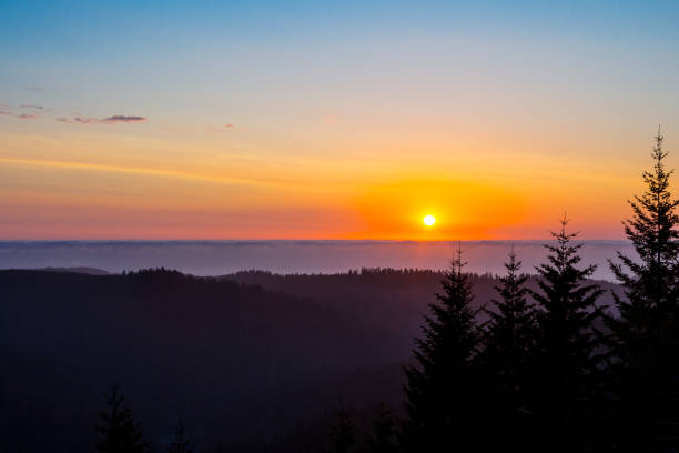 istock Sunset in the Pacific Northwest Redwoods 1531292480