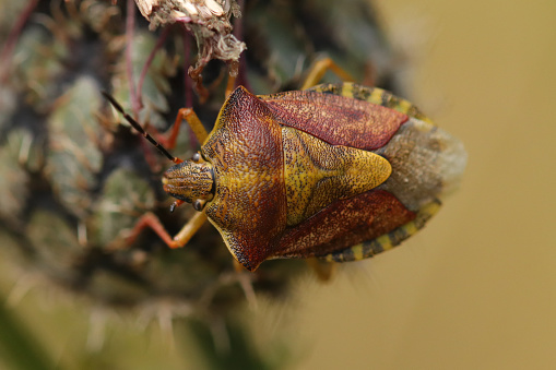 Carpocoris purpureipennis sur plante sauvage