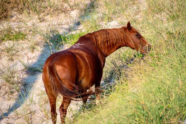 istock Wild Horse Outer Banks NC 1531293025