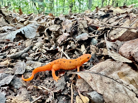 Commonly known as the eastern newt, It frequents small lakes, ponds, and streams or nearby wet forests. The eastern newt produces tetrodotoxin, which makes the species unpalatable to predatory fish and crayfish. It has a lifespan of 12 to 15 years in the wild, and it may grow to 5 in in length.