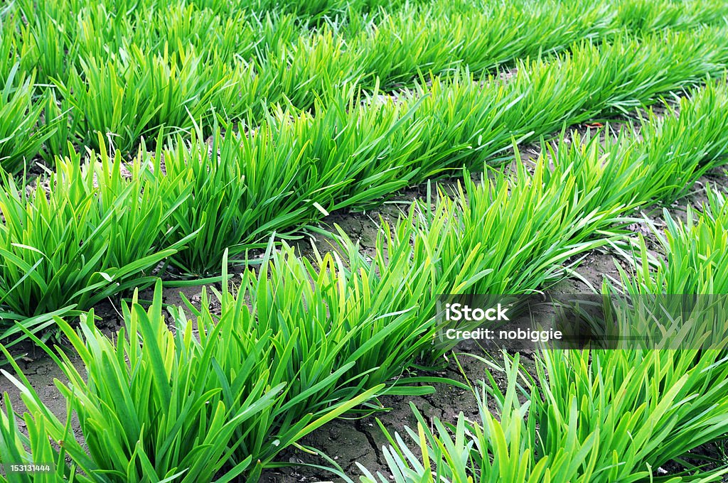 Alho francês a crescer nos campos - Royalty-free Agricultura Foto de stock