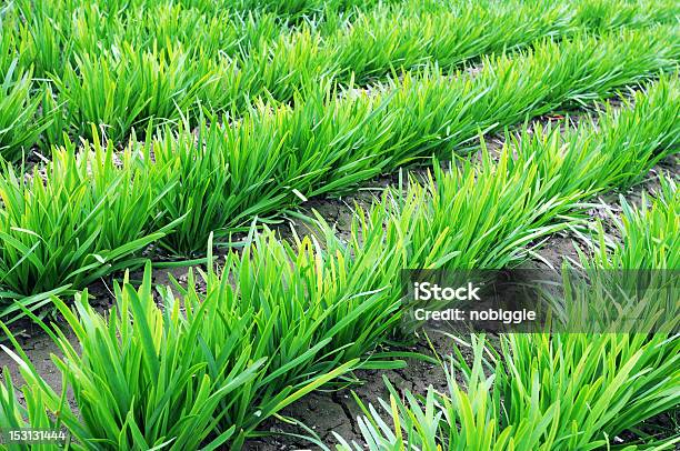 Alho Francês A Crescer Nos Campos - Fotografias de stock e mais imagens de Agricultura - Agricultura, Alho, Alho Francês