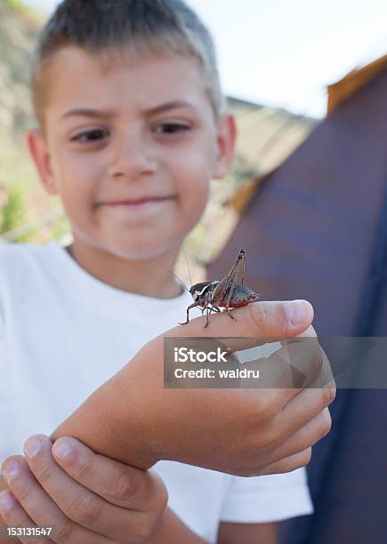 Gafanhotos Fica No Braço Masculino - Fotografias de stock e mais imagens de Amizade - Amizade, Animal, Animal de Estimação