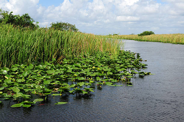 istock Florida Everglades landscape 153131911