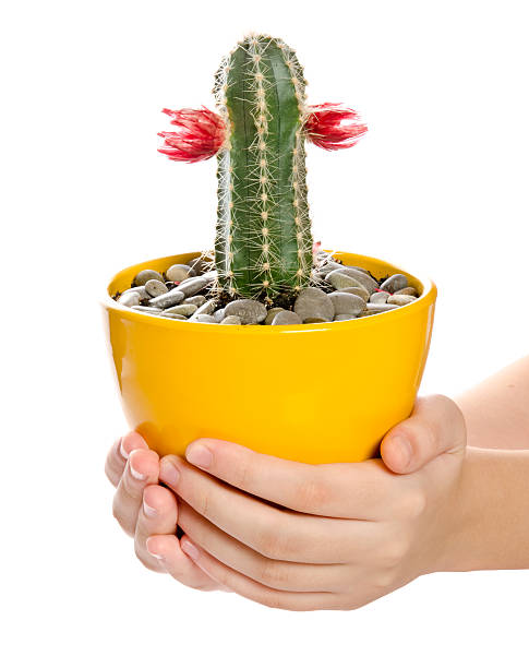 yellow flowerpot  in hands